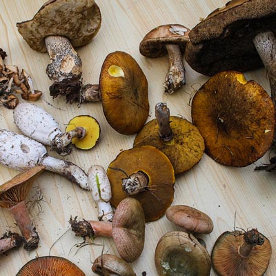 Selection of foraged mushrooms