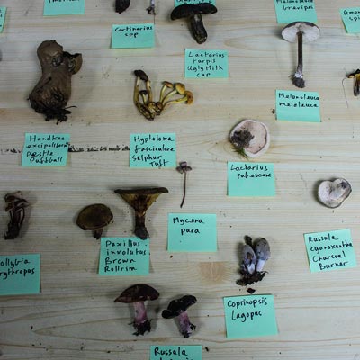 Selection of mushrooms with labels